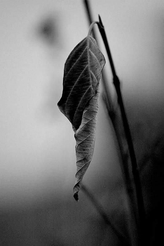 IMAGE: http://i18.photobucket.com/albums/b130/saravrose/the%20challenge/IMG_5829.jpg