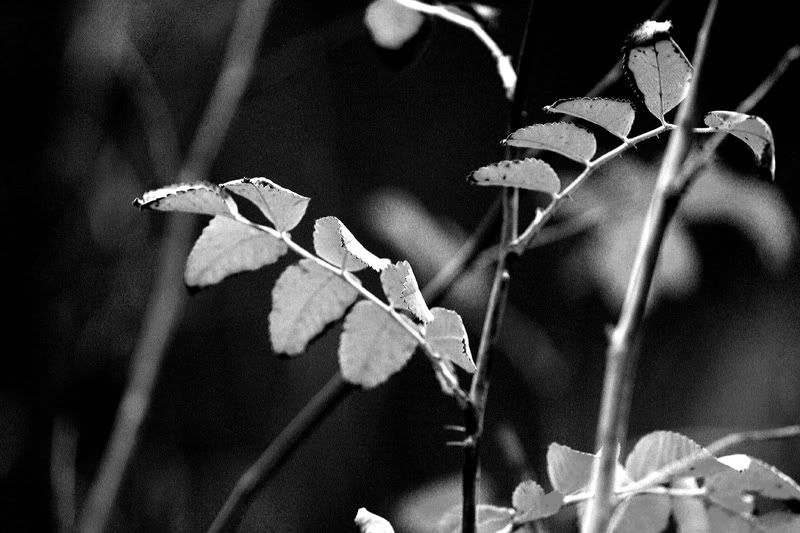 IMAGE: http://i18.photobucket.com/albums/b130/saravrose/the%20challenge/IMG_5832.jpg