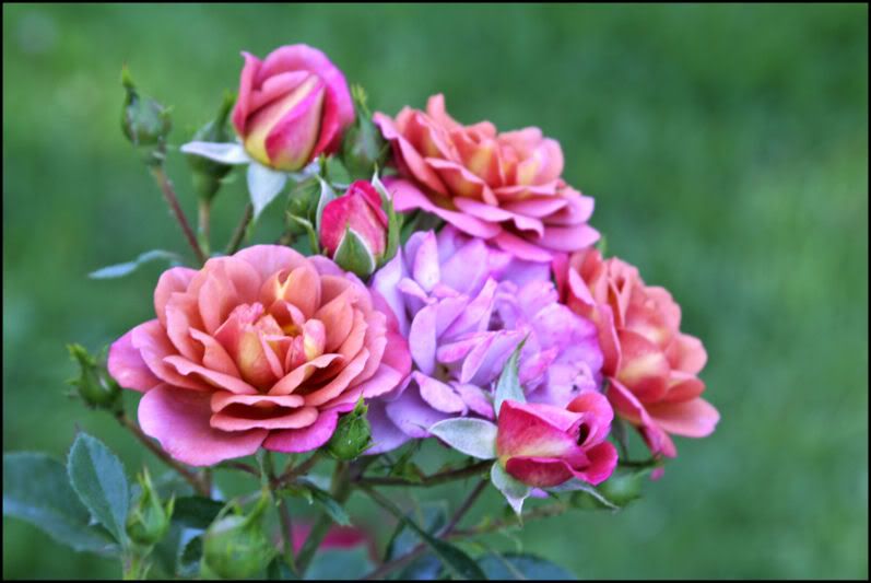 IMAGE: http://i18.photobucket.com/albums/b130/saravrose/the%20challenge/myshot.jpg