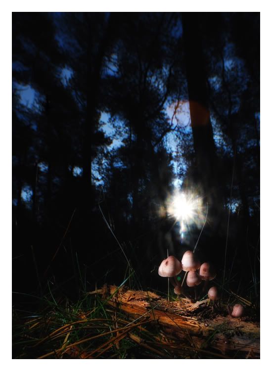 Fotografie