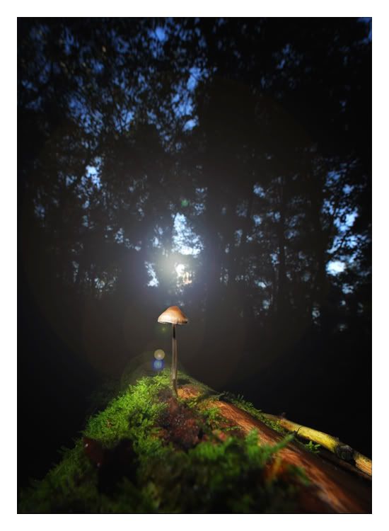 Fotografie