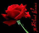 Silent Roses ♥ ; th place for u t shop for th things u lurvve