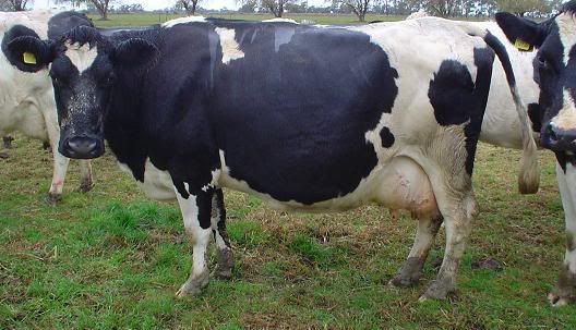 Hf Cow Breed