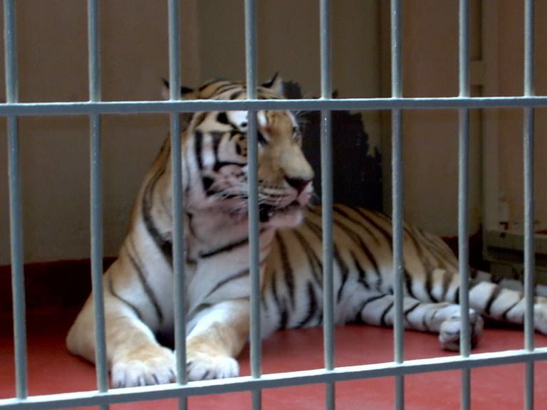 Tiger (in cage.) Pictures, Images and Photos