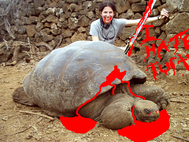 turtle hate