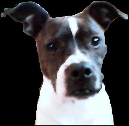 Jack russell terrier boxer mixed breed dog   online dog 