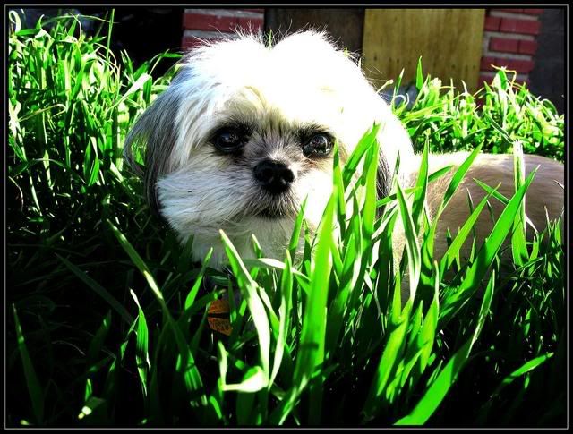 Shih+tzu+mixed+with+lhasa+apso