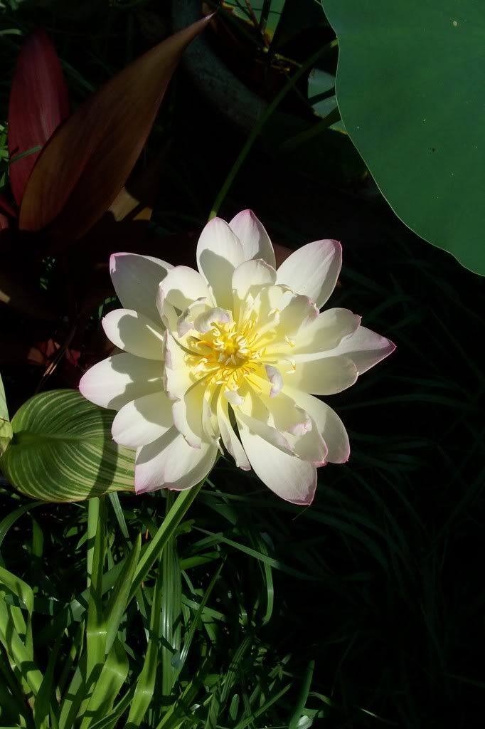 photo 100_7135.jpg