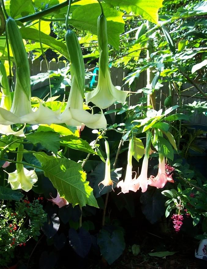 top 28 when do elephant ears come up top 28 when do elephant ears come up how long for top 28 when do elephant ears come up top 28 when do elephant ears come up how long for