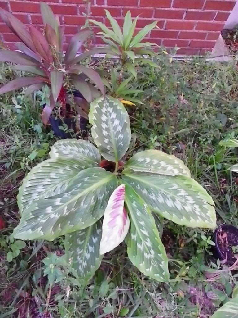  photo IMGP0264_zpsbeb18609.jpg