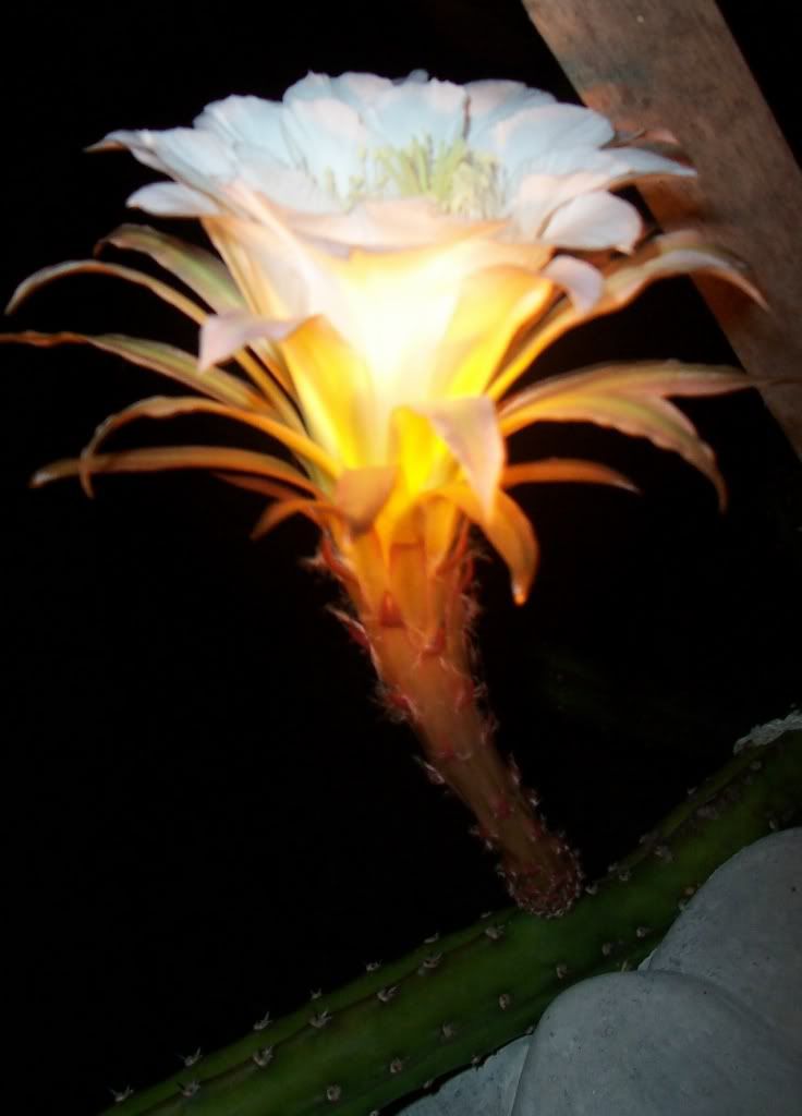 N. Blooming cactus flower