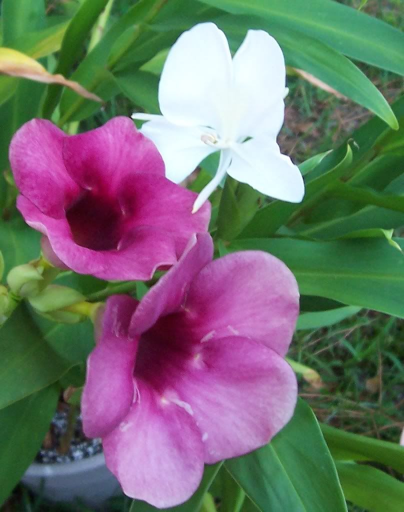 Cherries Jubilee Allamanda photo WhiteGinger.jpg