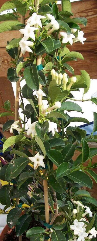 Stephanotis aka Madagascar Jasmine Vine photo stephanotis_zpseceacaaa.jpg
