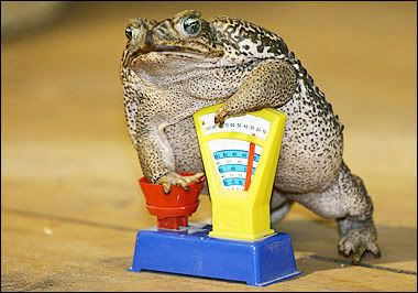 KermitHanoversZoo2006.jpg