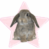 starbunny.gif