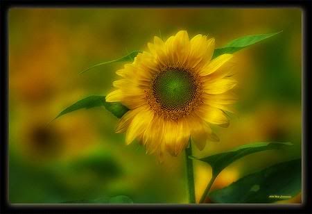 sunflower72.jpg