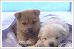 thdogs.gif