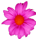 thpinkflower1.gif