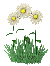 whiteflowers.gif