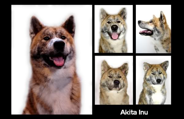 akita1.jpg