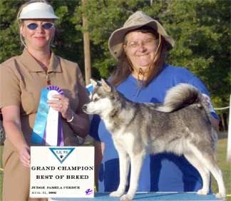 alaskan klee kais miniature huskies mini huskies size