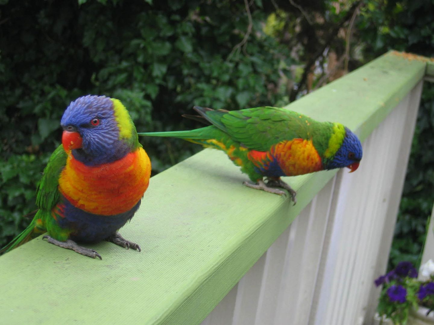 Rosellas on our deck