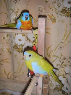 Turk Parrots