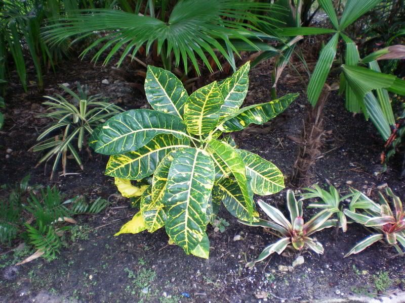 Crotons015.jpg