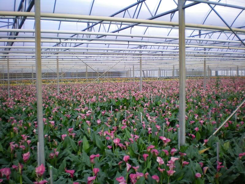 HollandOct2008087.jpg