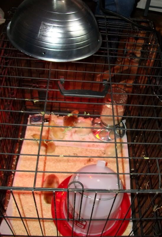 Dog Crate Brooder? BackYard Chickens Learn How to Raise Chickens