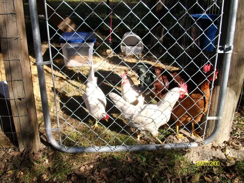 Open Air Design Coop BackYard Chickens Community