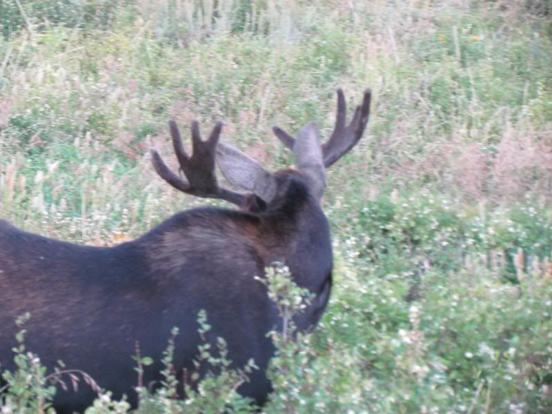 moose002.jpg