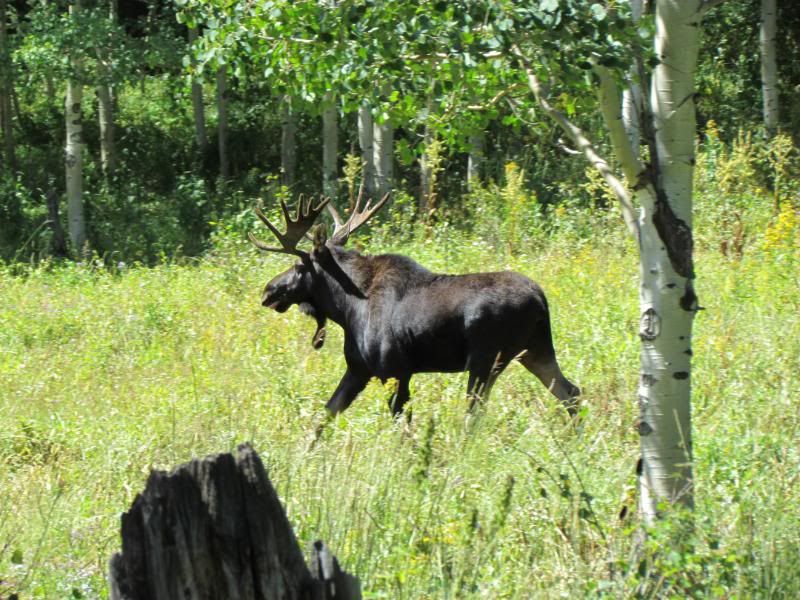 moose008.jpg