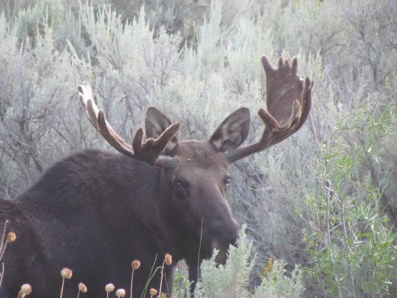 moose036.jpg