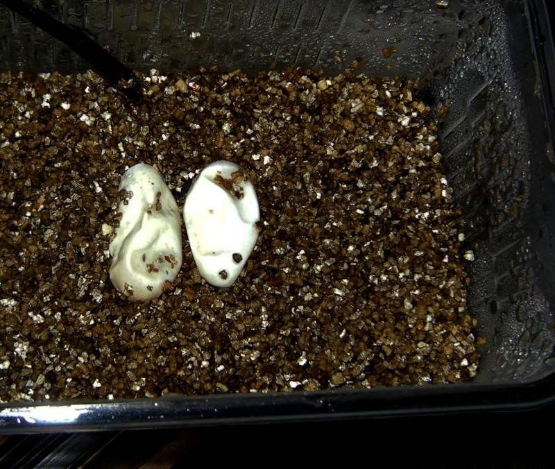 leopard gecko eggs dented