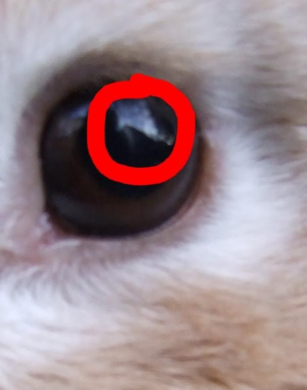 The start of cataracts? in my rabbit (big picture) Reptile Forums