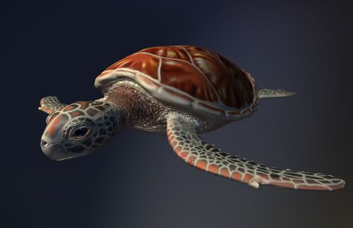 turtle-1.jpg