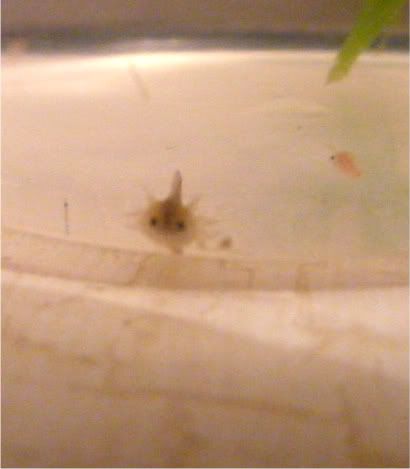 Baby Axolotl