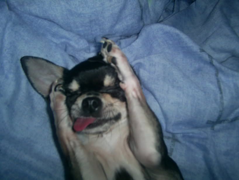 Funny Face Pics..Post yours! - Chihuahua Forum : Chihuahua Breed Dog Forums