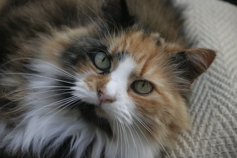 IMAGE: http://i18.photobucket.com/albums/b141/penel/_MG_9819.jpg