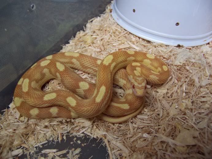 buttermotley-jasonfemale1.jpg