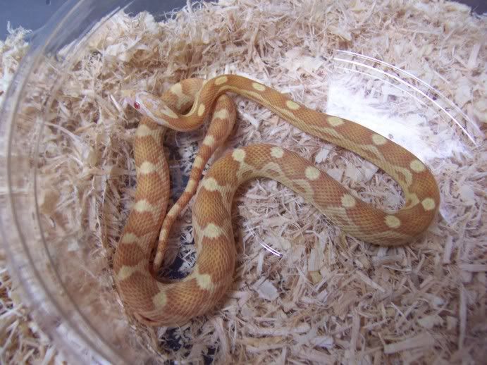buttermotleyserpfemale.jpg