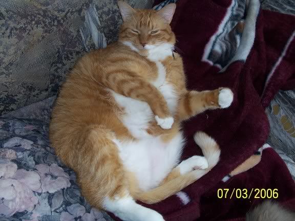 Mon Chat Se Frotte Partout Et Miaule vegannie: Petite présentation des mes chats