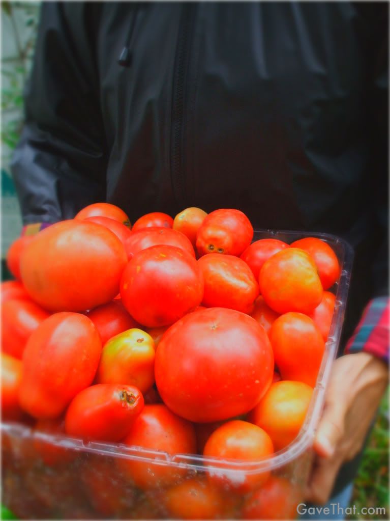 mam for gave that mum carrying organic tomatoes from the garden