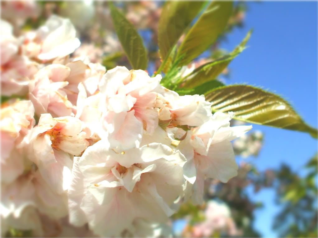 mam for gavethat cherry blossoms