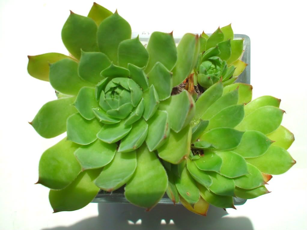 mam for gavethat hens and chicks centerpiece