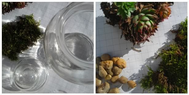 How to create your own decorative planted terrarium