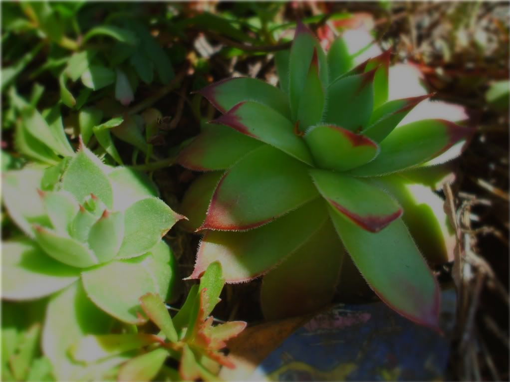 picture mam gavethat hens chicks centerpiece