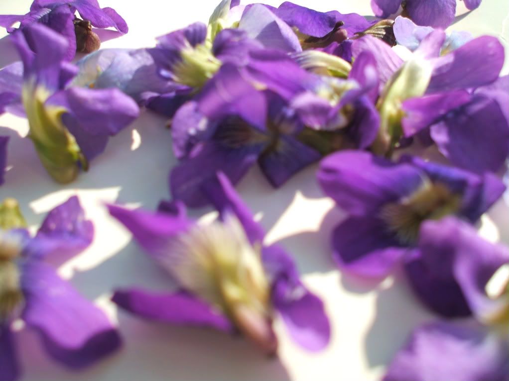 mam for gavethat purple wild violet flowers