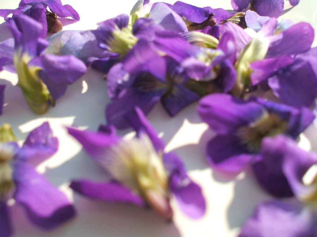 mam for gavethat picking purple wild violet flowers to candy